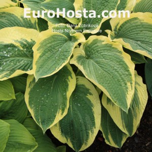 Hosta Northern Exposure - Eurohosta