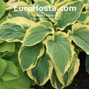 Hosta Northern Exposure - Eurohosta