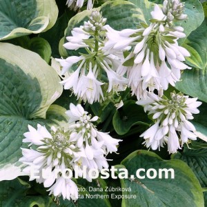 Hosta Northern Exposure - Eurohosta