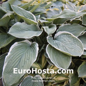 Hosta Northern Halo - Eurohosta