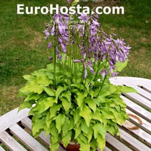 Hosta O'Harra