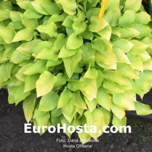 Hosta O'Harra