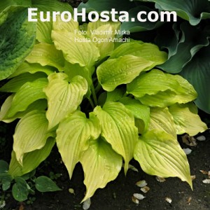 Hosta Ogon Amachi