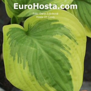 Hosta Oh Cindy