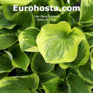 Hosta Oh Cindy