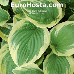 Hosta Oh Cindy