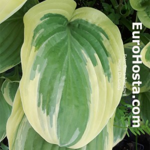 Hosta Oh Cindy