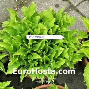 Hosta O'Harra - Eurohosta