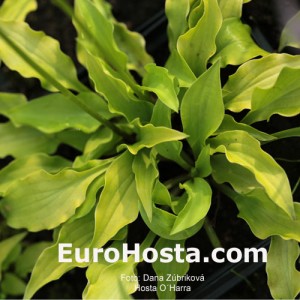 Hosta O'Harra - Eurohosta