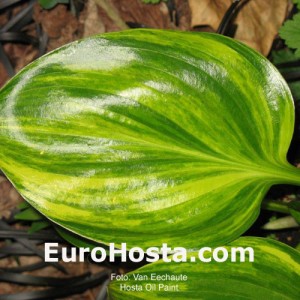 Hosta Oil Paint - Eurohosta