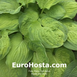 Hosta Old Glory - Eurohosta