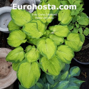 Hosta Old Glory - Eurohosta