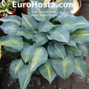 Hosta Olympic Sunrise