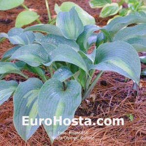 Hosta Olympic Sunrise