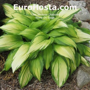 Hosta On Stage - Eurohosta