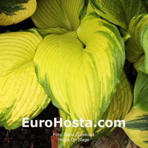 Hosta On Stage - Eurohosta