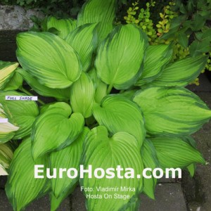 Hosta On Stage - Eurohosta