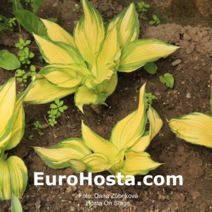 Hosta On Stage - Eurohosta