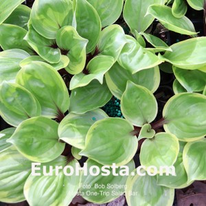 hosta One-trip Salad Bar