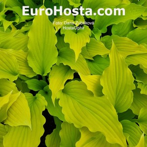 Hosta Ophir