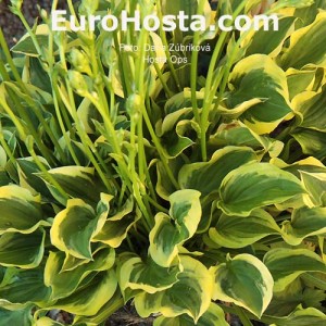 Hosta Ops