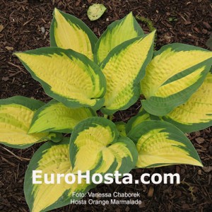 Hosta Orange Marmalade - Eurohosta