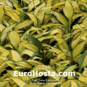 Hosta Orange Marmalade - Eurohosta