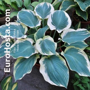 Hosta Orion’s Belt - Eurohosta