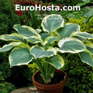 Hosta Orion’s Belt - Eurohosta