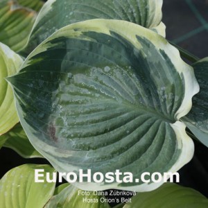 Hosta Orion’s Belt - Eurohosta