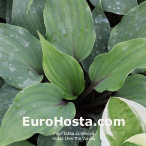 Hosta Over the Waves