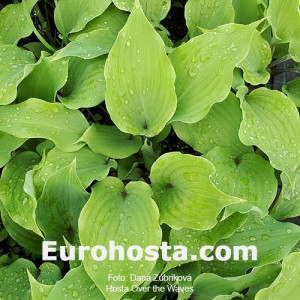 Hosta Over the Waves