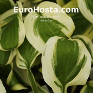 Hosta Oze - Eurohosta