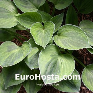 Hosta Pamela Lee - eurohosta