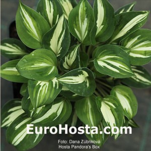 Hosta Pandora's Box - Eurohosta