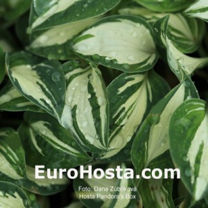 Hosta Pandora's Box - Eurohosta 
