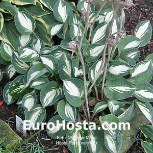 Hosta Pandora's Box - Eurohosta 