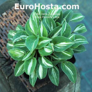 Hosta Pandora's Box - Eurohosta