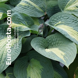 Hosta Paradise Glory - Eurohosta