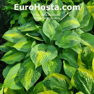 Hosta Paradise Glory