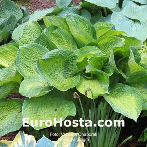 Hosta Paradigm - Eurohosta