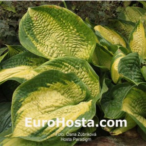 Hosta Paradigm - Eurohosta