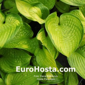 Hosta Paradigm - Eurohosta