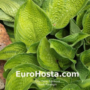 Hosta Paradigm - Eurohosta