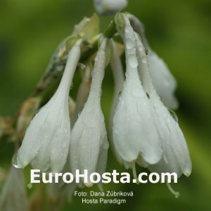 Hosta Paradigm - Eurohosta