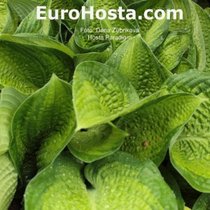 Hosta Paradigm - Eurohosta