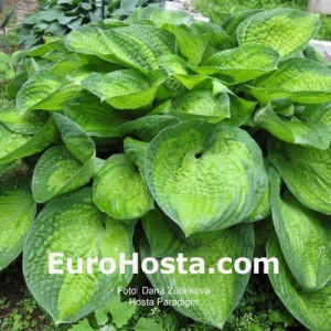 Hosta Paradigm - Eurohosta