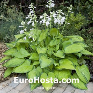 Hosta Paradigm - Eurohosta