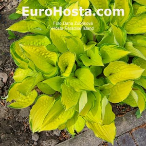 Hosta Paradise Island - Eurohosta