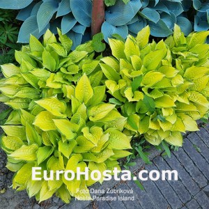 Hosta Paradise Island - Eurohosta